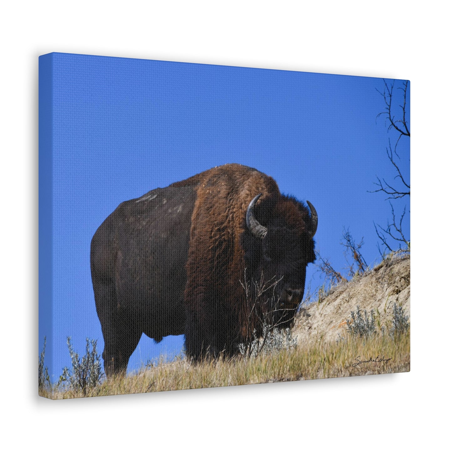 Bison in the Badlands