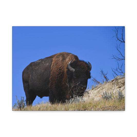 Bison in the Badlands