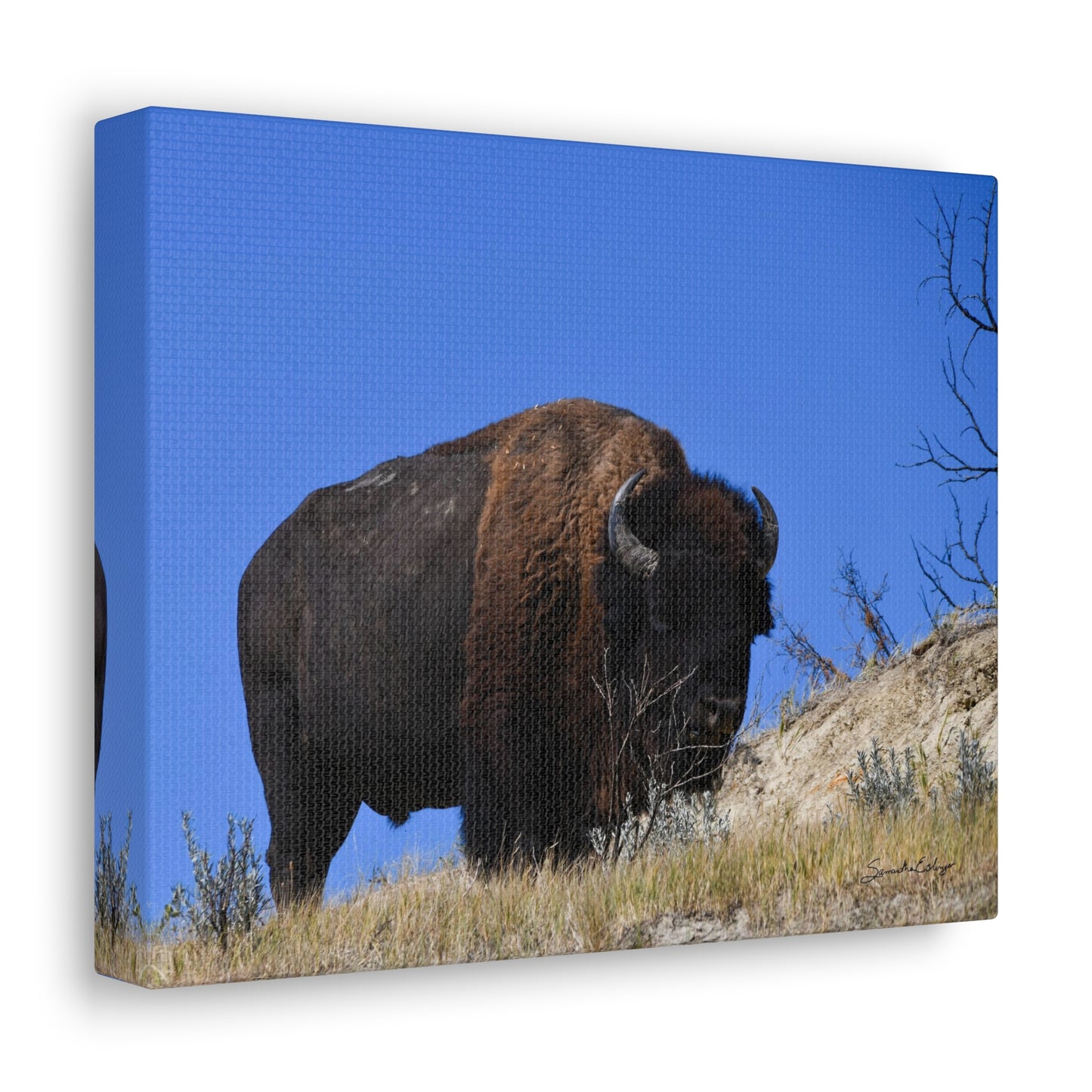 Bison in the Badlands