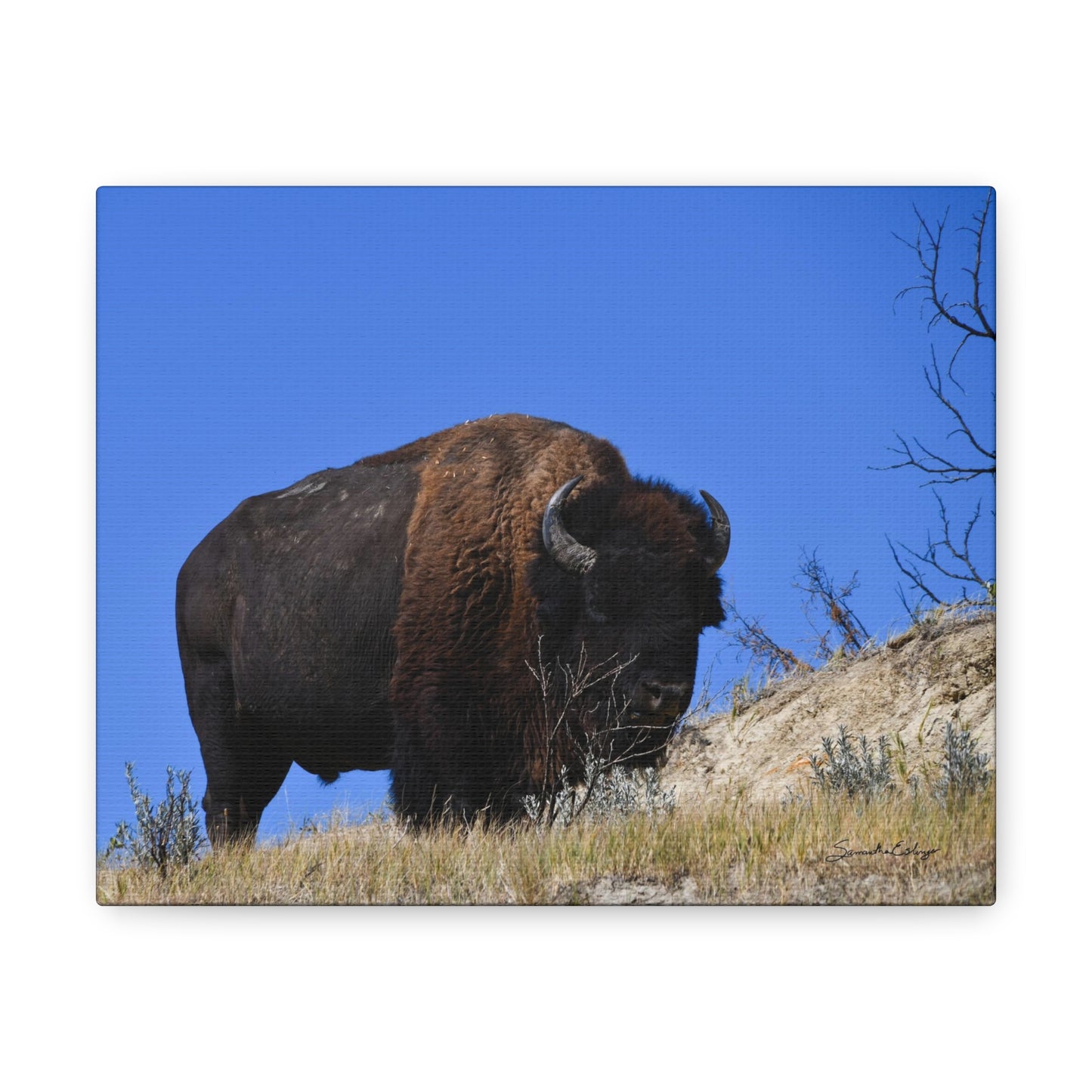 Bison in the Badlands